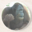 Search for ape coasters Wildlife