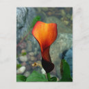 Search for calla lily postcards Red