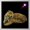 Search for jaguars photography Animals