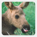 Search for kenai stickers Animal