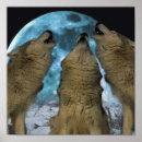 Search for animal totems posters Wolves
