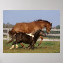Search for thoroughbred in posters Breed