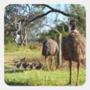 Search for emus stickers Bird