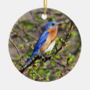 Search for bluebird photography Birding