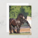 Search for gypsy vanners postcards Animal