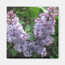 Search for lilac magnets Nature