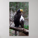 Search for eagle bird posters Animals