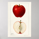Search for retro apple posters Red