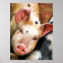 Search for farm humour posters Cute