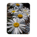 Search for shasta magnets Floral