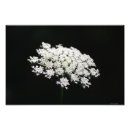 Search for floral lace posters Photography