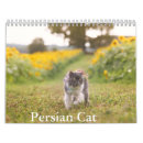 Search for persian office supplies Kitten