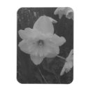 Search for white daffodil magnets Black