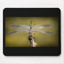 Search for beautiful dragonfly electronics Insect