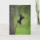 Search for ursus cards Black bear