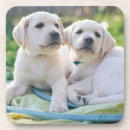 Search for animal coasters Photography