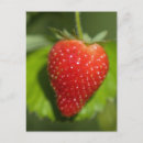 Search for red delicious postcards Strawberry