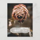Search for dead rose Roses
