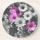 Search for african daisy coasters Nature