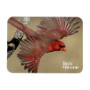 Search for headed magnets Bird watching
