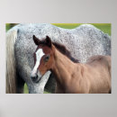 Search for foal posters Western