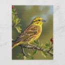 Search for flickering postcards Yellowhammer
