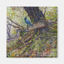 Search for jay magnets Forest