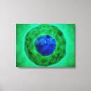 Search for nucleus Green