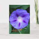 Search for morning glory cards Garden