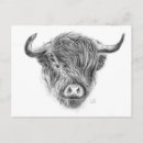Search for scottish highland cow postcards Scotland