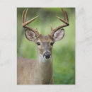 Search for deer postcards White tailed deer