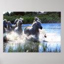 Search for wildlife photography posters Horses