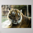 Search for bengal tiger posters Tigers