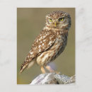 Search for little owl postcards Animal