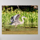 Search for great blue heron posters Wildlife