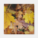 Search for fallen magnets Leaf