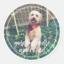 Search for goldendoodle stickers Dogs