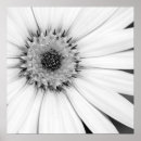Search for osteospermum art Garden
