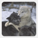 Search for wolves stickers Nature