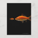 Search for competitions postcards Animal