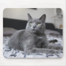 Search for gray cat mousepads Kitten