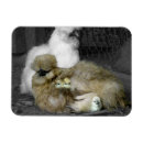 Search for silky magnets Animal