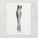 Search for anatomy postcards Vintage
