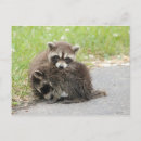 Search for cute raccoons postcards Baby