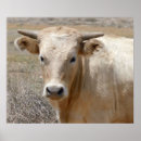 Search for western cowboy art Cows