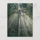 Search for rays of sun postcards Sunshine