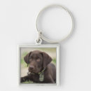 Search for labrador dog key rings Cute