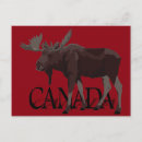 Search for canadian moose postcards Canada