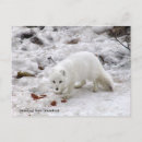 Search for eighteen postcards Greetings