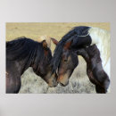 Search for wild horse posters Horses